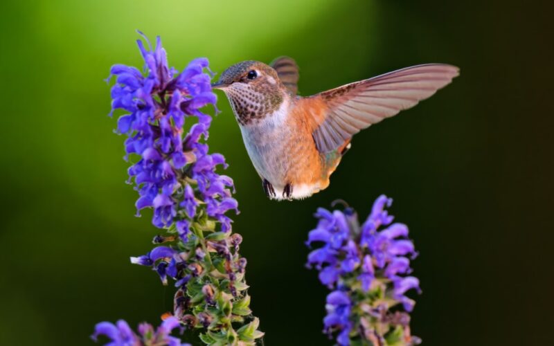 Oakland man wonders if hummingbirds ever crash into humans