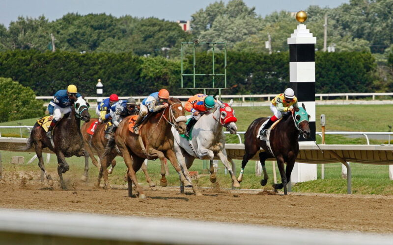 Three Deaths During Horse Racing at Cheltenham Prompts Urgent Action From Authorities: 