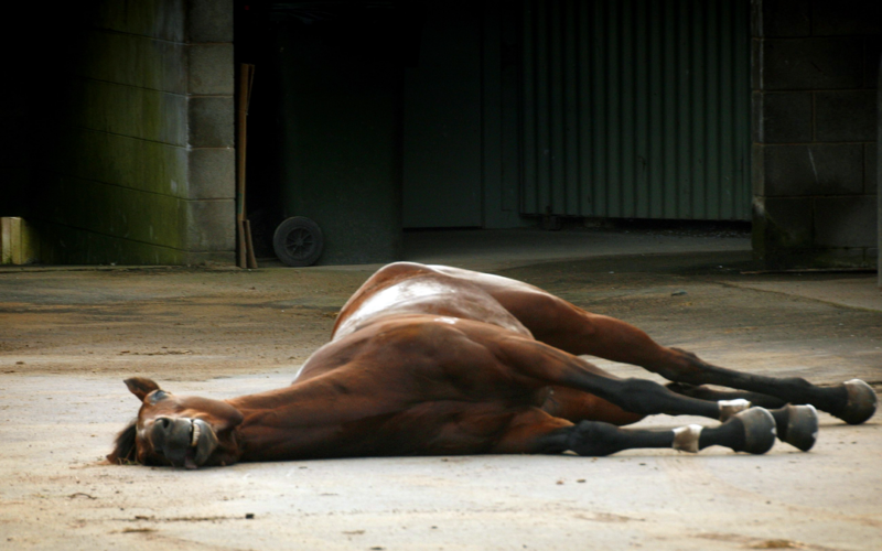 Calls Mount After 3 Deaths Over Horse Racing in Cheltenham Leave Fans Worried Over Future: 