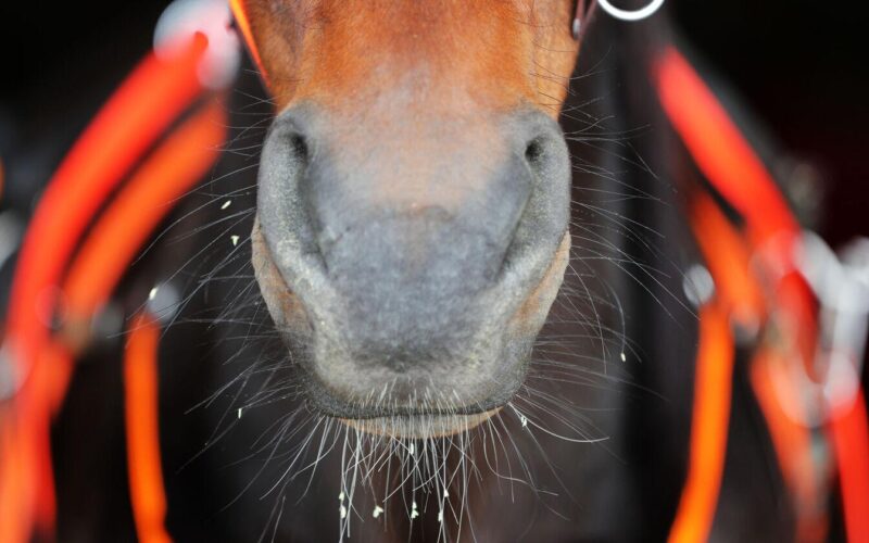 Horseracing industry suffers in winter with fewer events